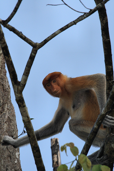 ProboscisMonkey_Sukau_0254 (177).jpg